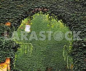 Окно на зеленом фоне