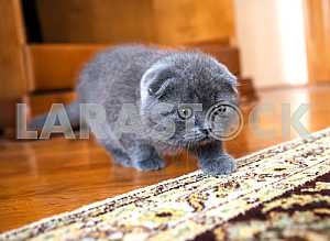 Шотландский кот