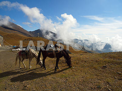 Лошади пасутся на перевале										
