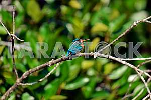 Kingfisher в Шри-Ланке