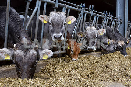Коровы едят корм