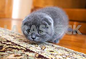 Шотландский кот
