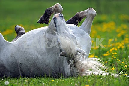Лошадь на зеленой траве