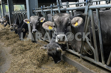 Коровы едят корм