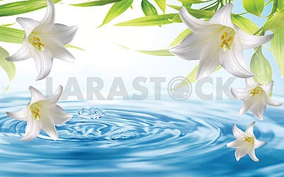 Большие белые лилии над голубой водой, капает вода										