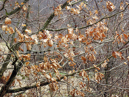 Весна наступает, листья последнего года, дуб, Хорватия, 12