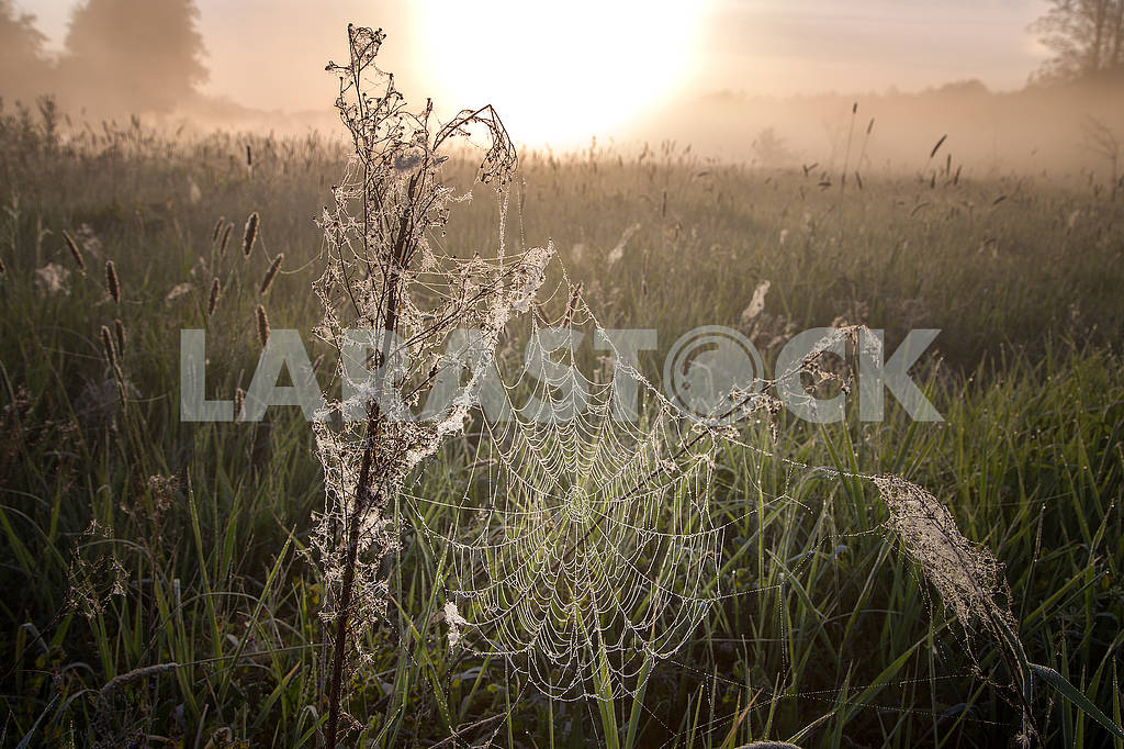 Beautiful natural summer background. the sun's rays pass through fog and tree. closeup drops of dew on the spiderweb at sunset sunrise — Image 70700