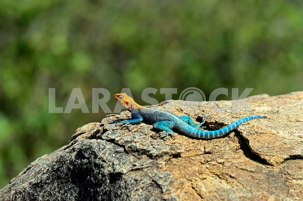 African rainbow lizard — Image 13030