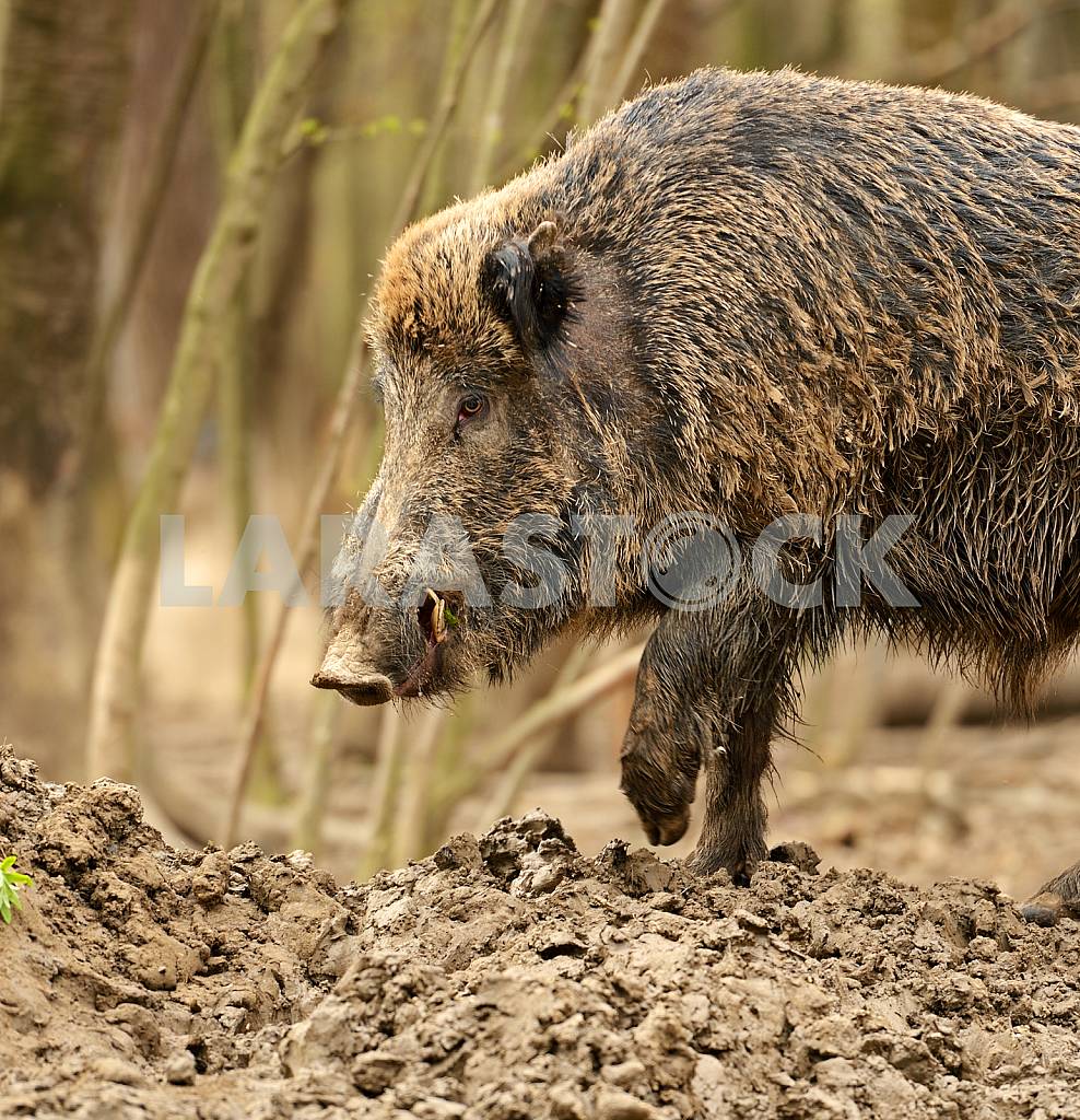 Wild boar — Image 25560
