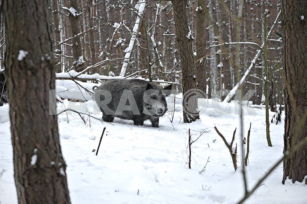 Wild boar in the snow — Image 25570