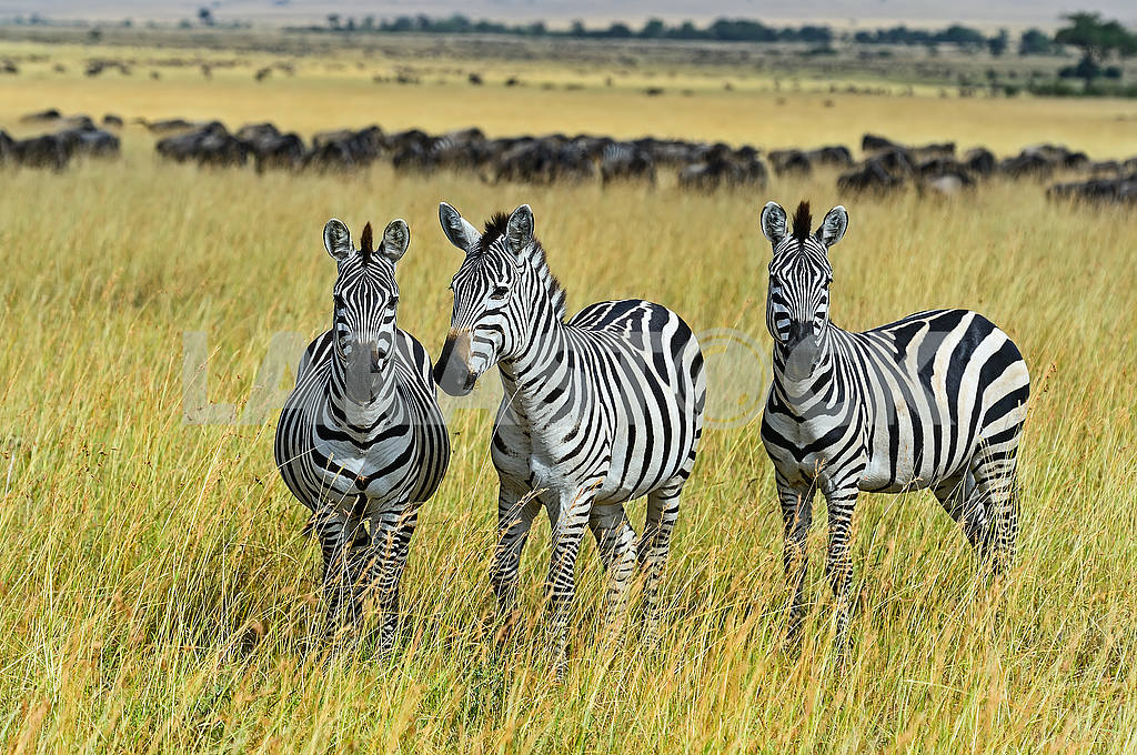 Masai Mara Zebra — Image 50951