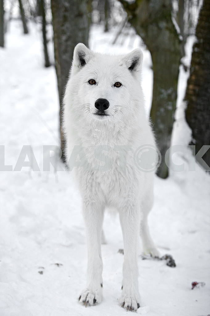 Polar wolf — Image 50961