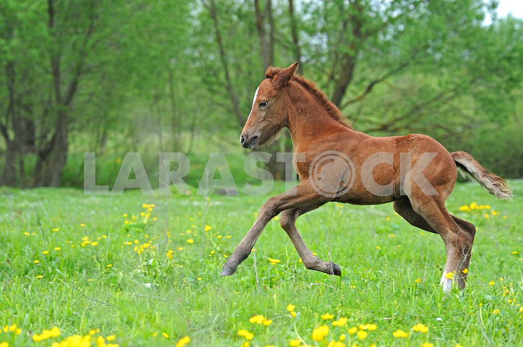 Foal galloping — Image 25381