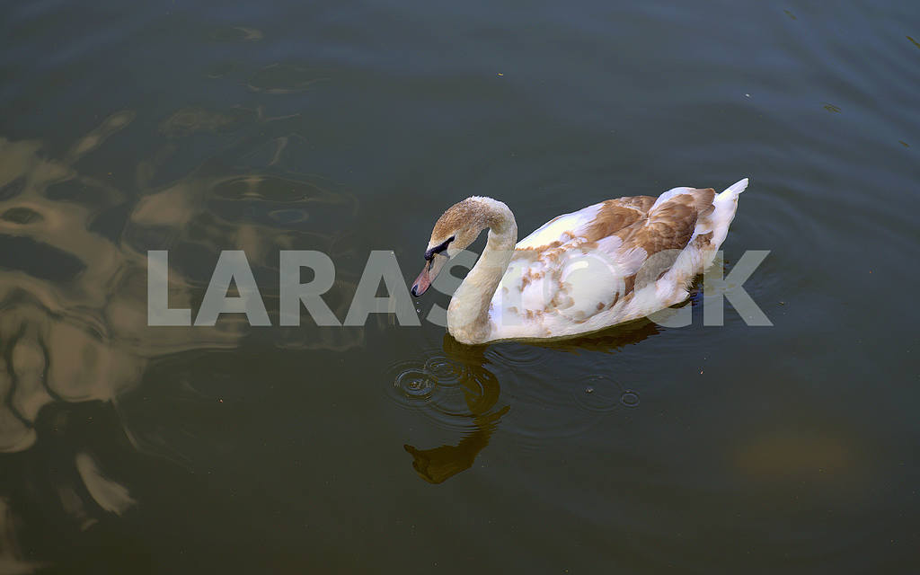 Taupe Swan — Image 3432