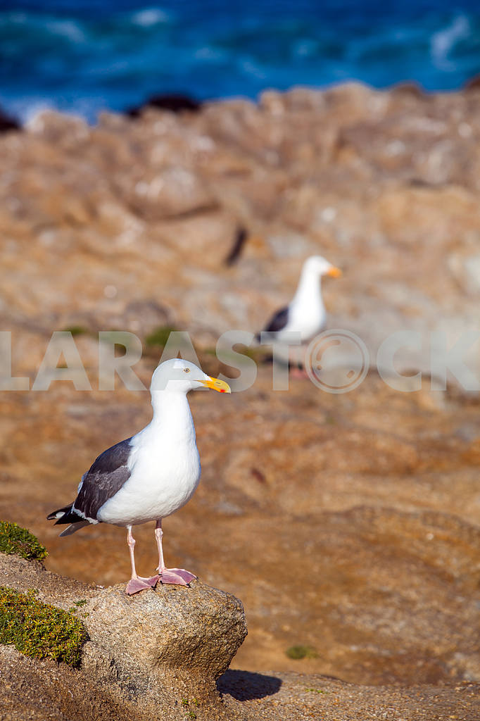 Seagull on a rock closeup — Image 32832