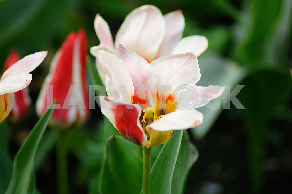 Beautiful tulips in arboretum — Image 51842