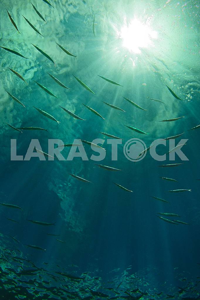 Sunny school of fish — Image 31352