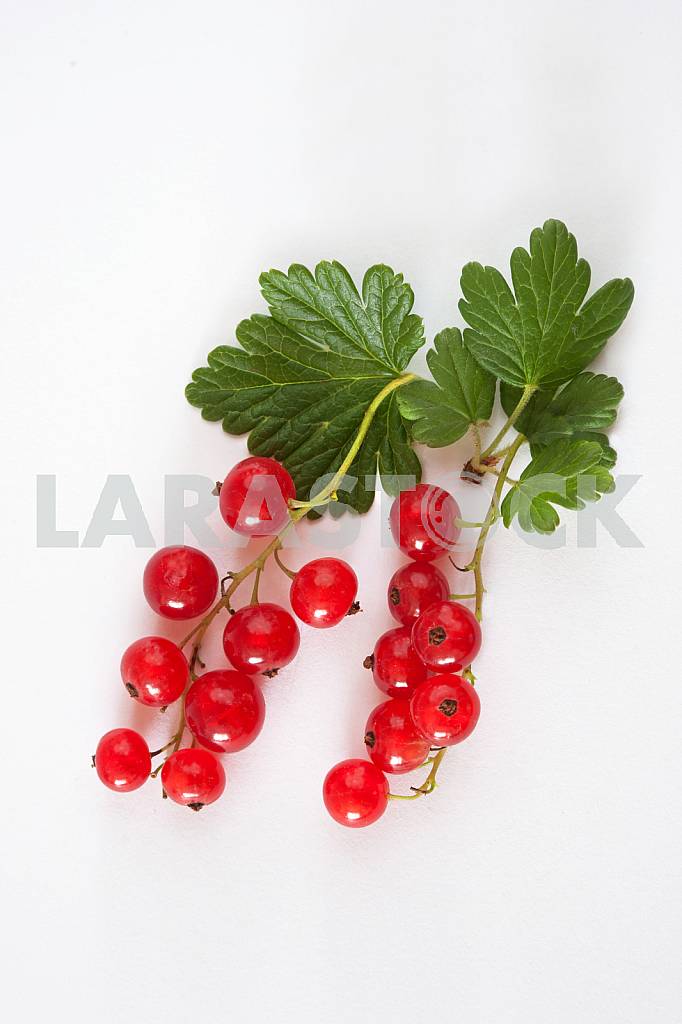 Sprig of red currants isolated on white background — Image 31823