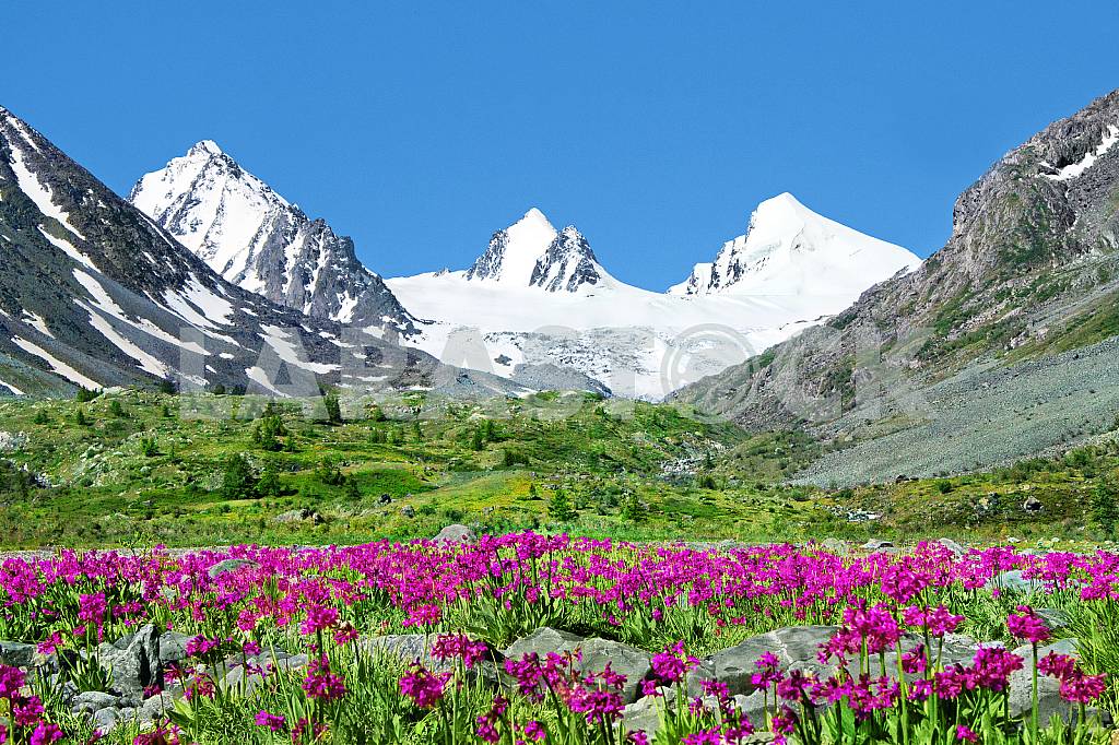 Sophia glacier. South Chuya ridge. Altai — Image 26023