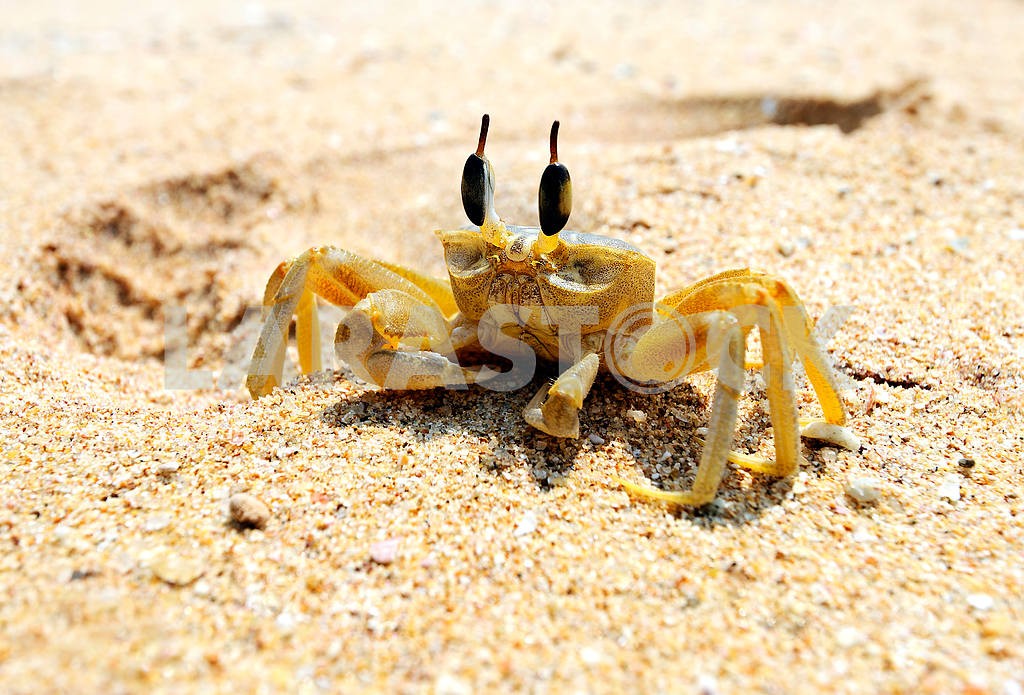 Crabs in the wild on the island — Image 1163