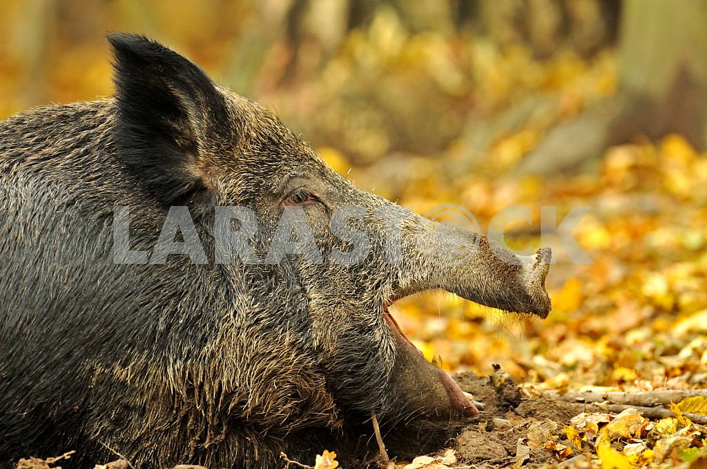 Wild boar — Image 25524