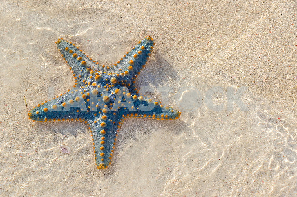 Starfish on the sand in Zanzibar — Image 65774