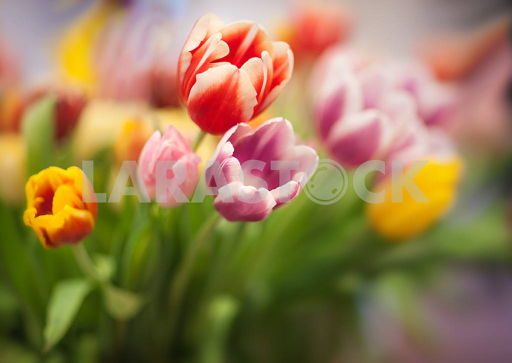 Bouquet of colored tulips — Image 19774