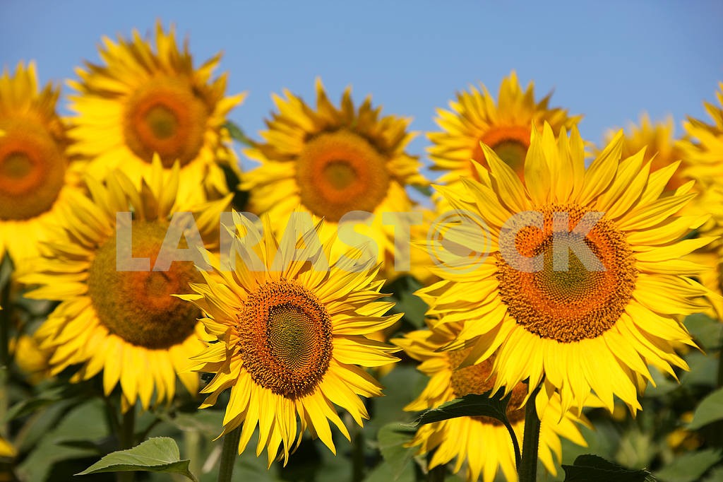 Sunflowers on an early morning in a field — Image 4394