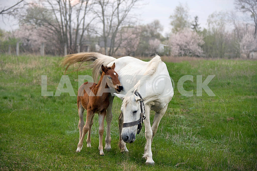 Mother Horse and Colt — Image 70635