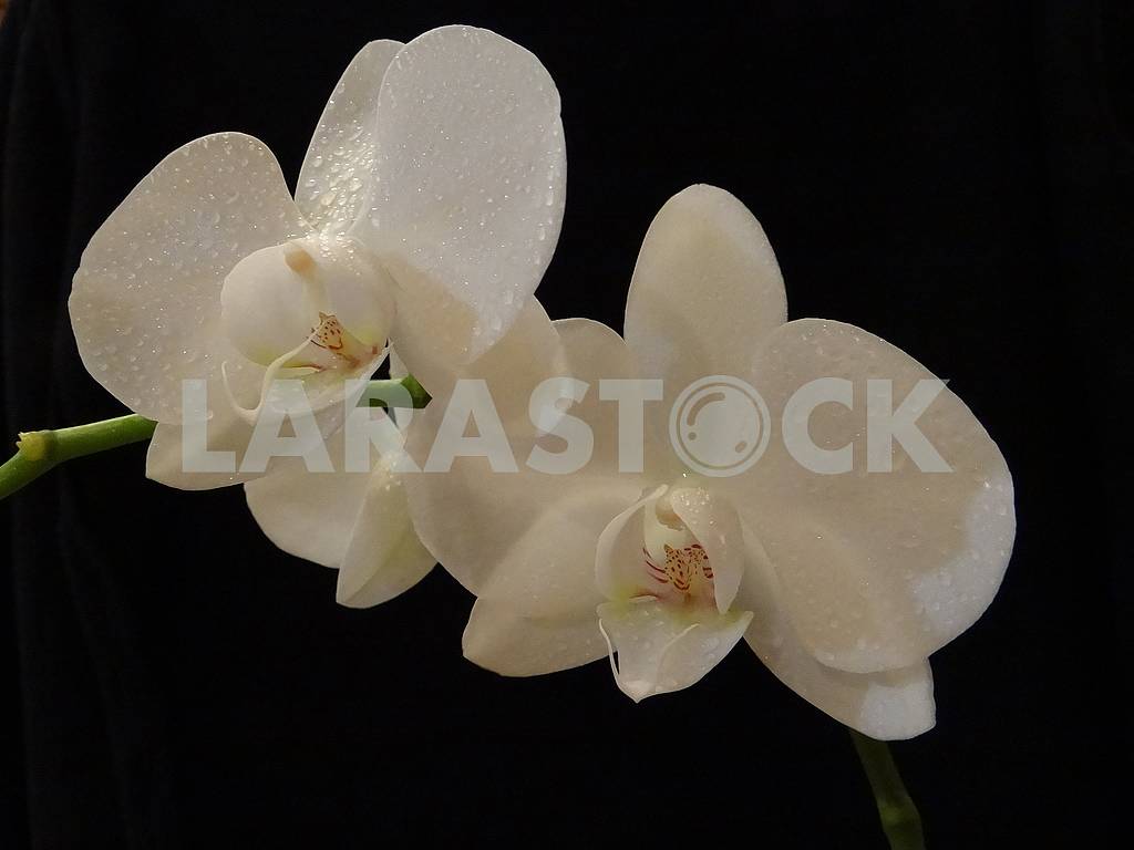 White phalaenopsis orchid with drops of dew — Image 66235