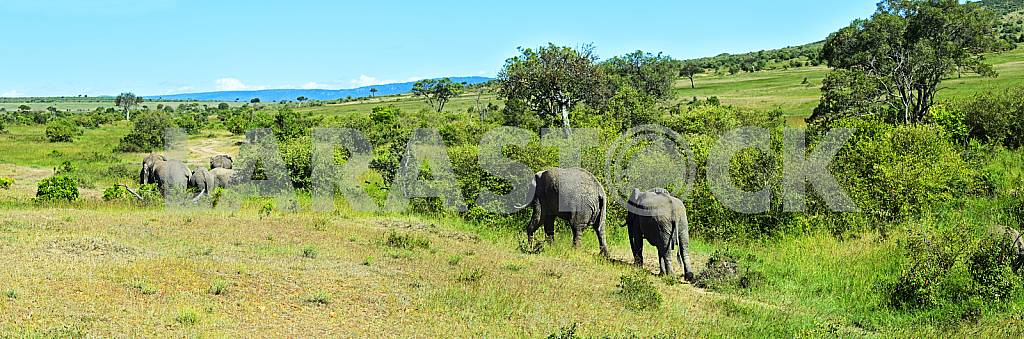 Elephant in the African savannah Masai Mara — Image 24555