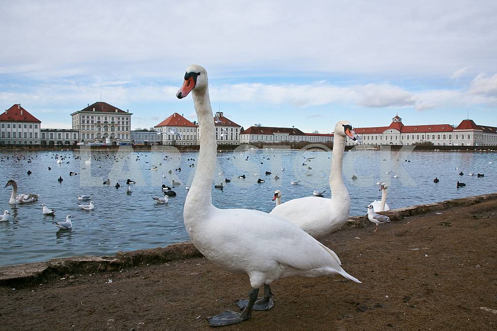 Two swans on the pond of Nymphenburg Palace — Image 26755