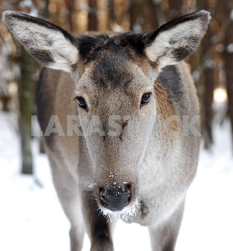 The roe deer — Image 25756