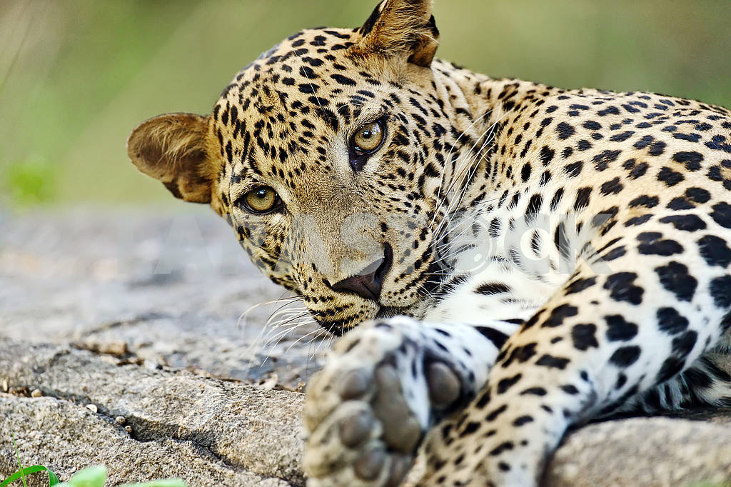 Leopard — Image 51066