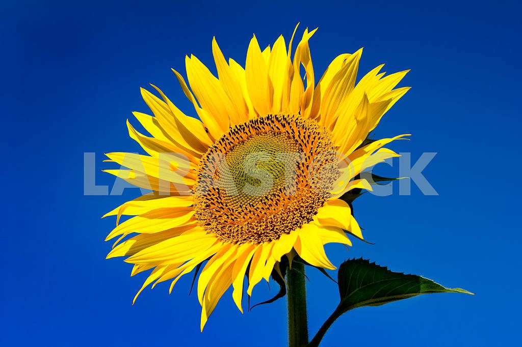 Sunflower with sky background — Image 4396