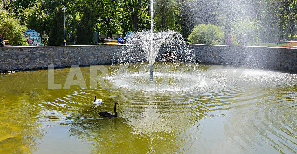 Два лебедя плавают в пруду с фонтаном — Изображение 29607