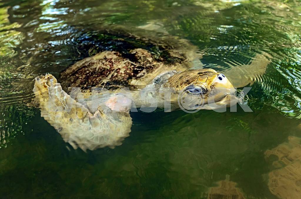 Ocean Turtle in water — Image 24437