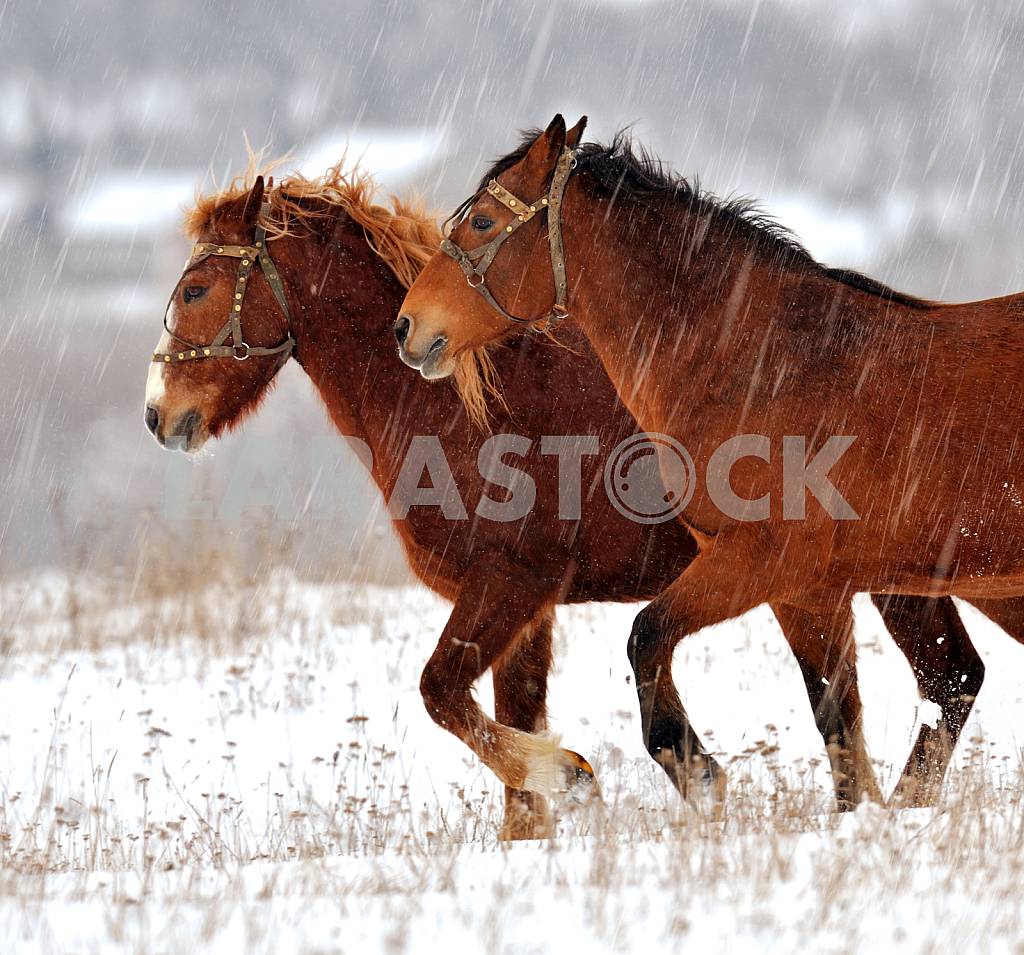 Bay horses are on the snow — Image 25347