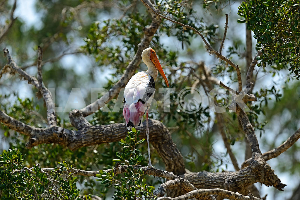 Yellow-billed Stork in the wild — Image 1157