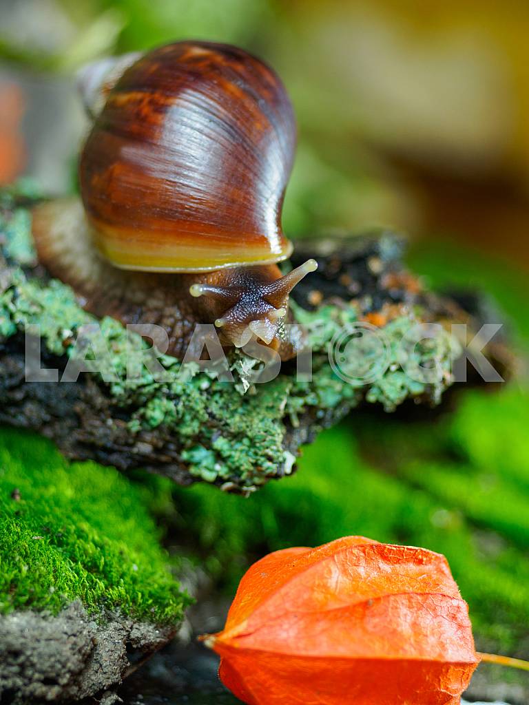 Snail Achatina and box Physalis — Image 27377