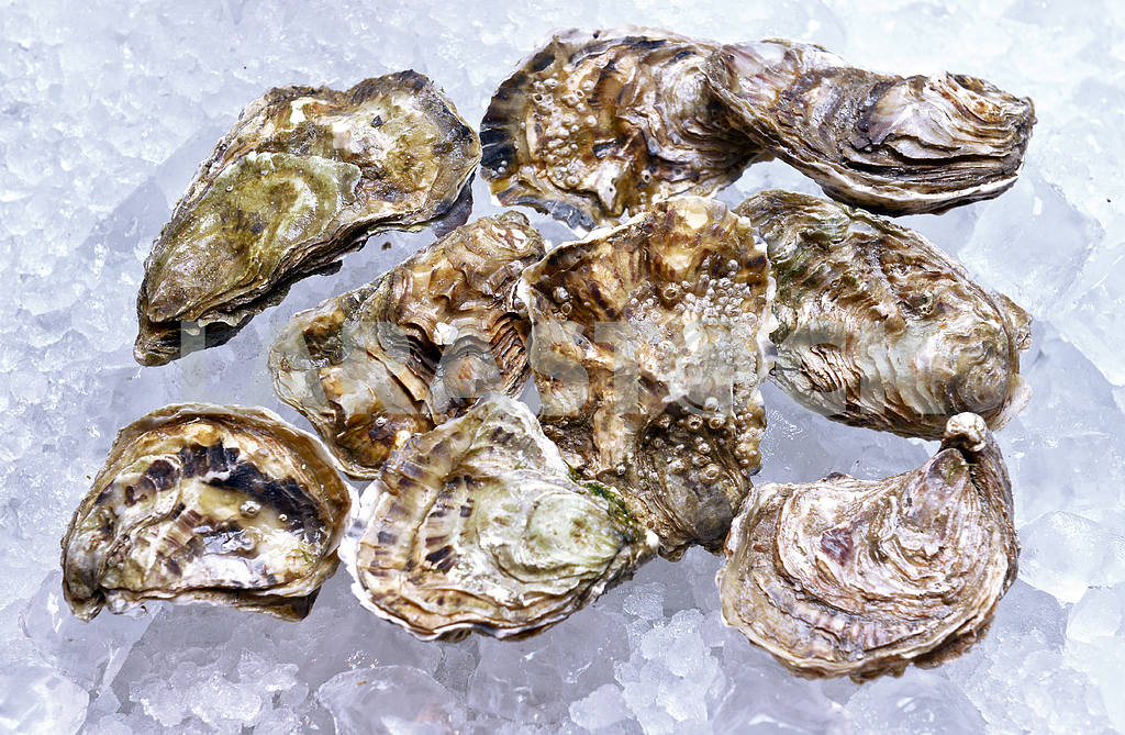 Closed oysters on ice — Image 19508