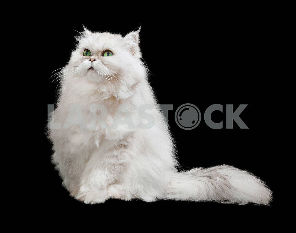 Cute furry white cat with long furry tail, isolated — Image 82418