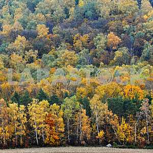 Autumn forest