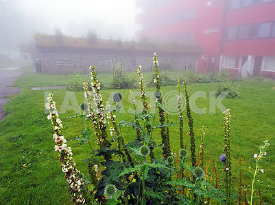 Plants and morning mist