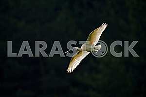 Bird with a flat beak