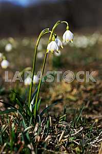 Snowdrops