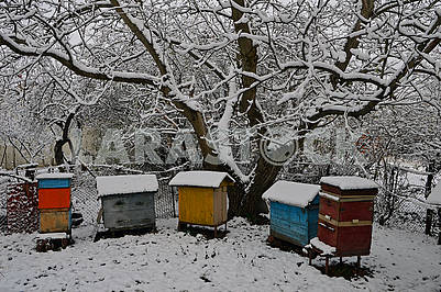 Five hives and old nut are covered with snow