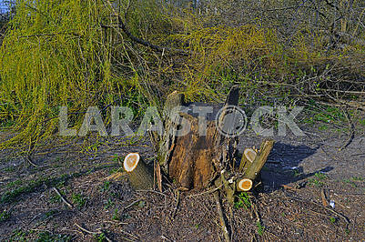 A stump of trimmed tree