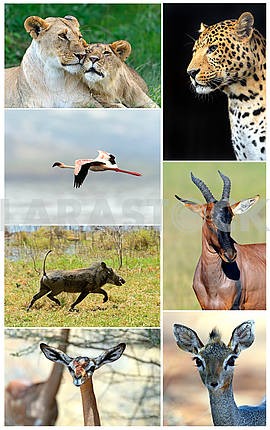 African wild animals 