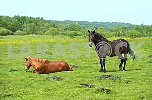 Horse